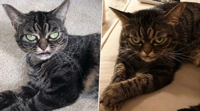 Grumpy Cat on The Internet! Kitzia, the Angry Feline Goes Viral For Her Forever Annoyed Expressions