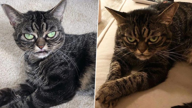 New Grumpy Cat on The Internet! Kitzia, the Angry Feline Goes Viral For Her Forever Annoyed Expressions (Watch Pics and Videos)