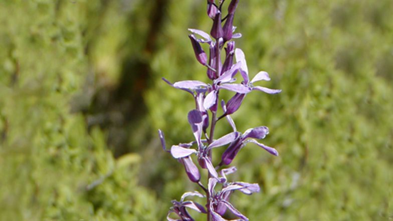 Uttar Pradesh: Rare Orchid Plant Found in Dudhwa National Park