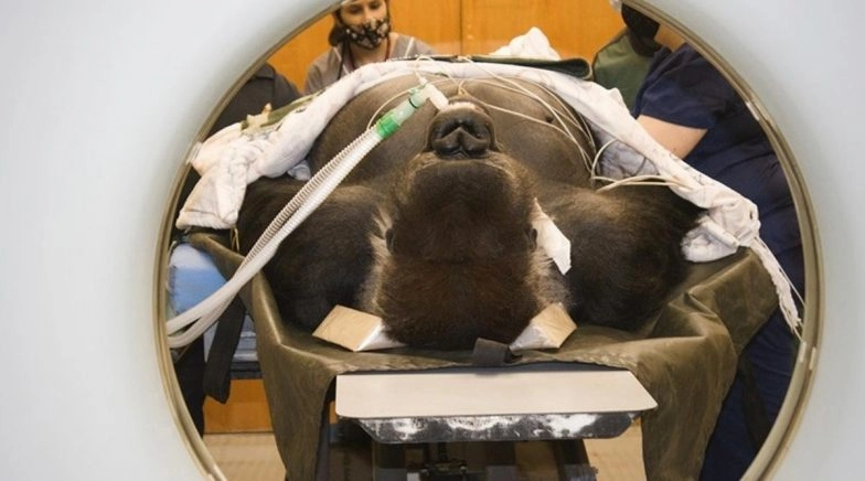 Huge Gorilla Weighing 210 Kg Airlifted From Johannesburg Zoo Following Deteriorating Health