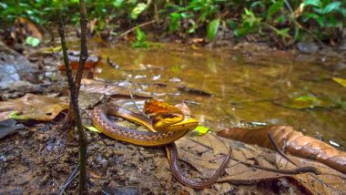 Sssurprise! Assam's 'Extinct' Keelback Snake Makes Reappearance After 129 Years (View Pics)