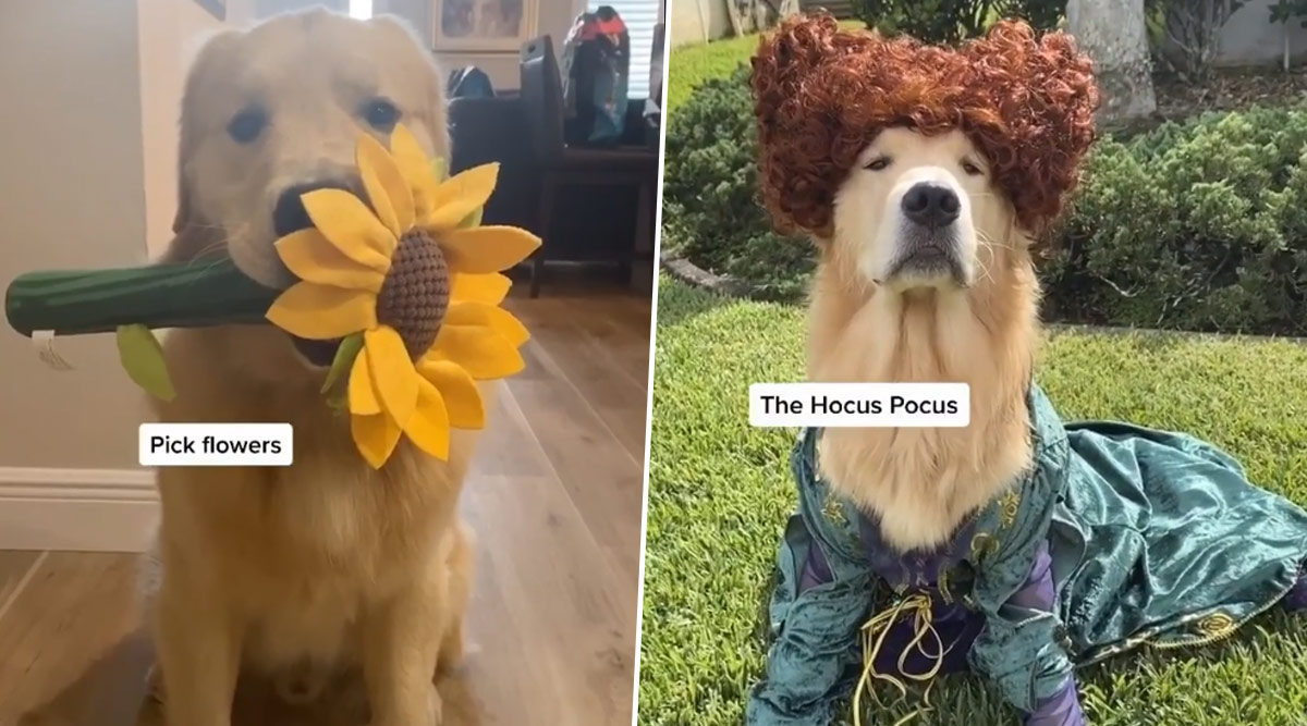 Viral News | Kevin, a Golden Retriever’s Laid-Back Lifestyle Is Winning