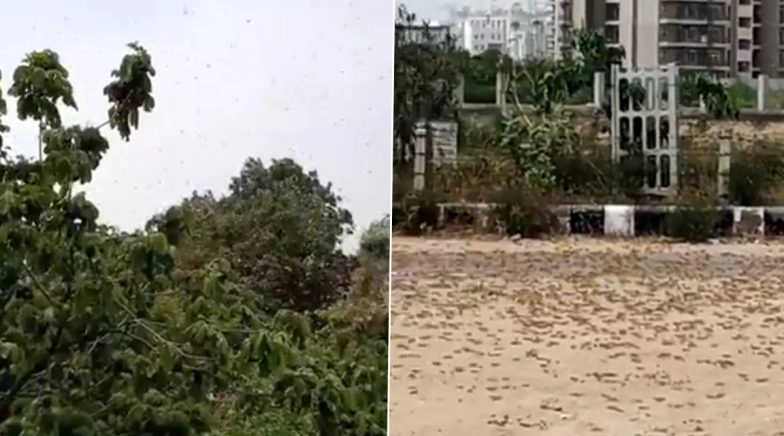 Locust Swarms Attack Gurugram! Netizens Post Scary Pics and Videos of Tiddi Dal Spotted in Gurgaon
