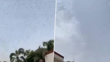 Locust Attack: Virender Sehwag Shares Video of Swarms Over His House