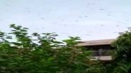 Locust Attack: Locusts Cloud Over Gurugram, Swarms of Tiddi Dal May Spare Delhi, Say Officials