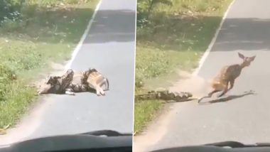 Survival of the Fittest or Not? Viral Video of Man Rescuing Deer From Hold of Python Initiates Debates on Law of Nature