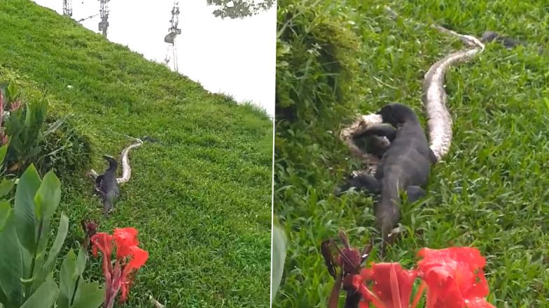 Big Feast! Monitor Lizards Caught Eating a Dangerous Reticulated Python ...