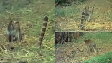 Video of girl fearlessly playing with giant snake shocks netizens