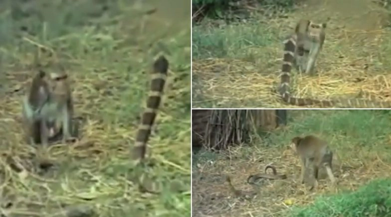 Monkey’s Victory in Fight With King Cobra Amuses Netizens, Rare Battle Video Goes Viral