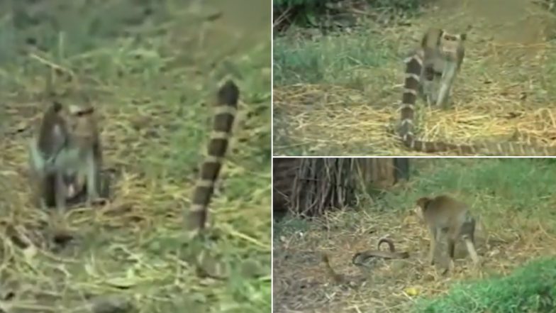 Monkey Vs King Cobra Battle Video Goes Viral, Netizens Amused Seeing The Snake Lose in This Shocking Footage From The Wild