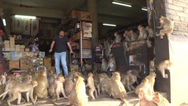 Thailand's 'Monkey City' Lopburi Being Reclaimed By Hungry and Horny Monkeys During Lockdown, Forcing Humans to Stay Indoors (Watch Video)