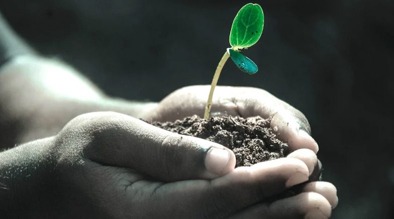 Trees for Guns: Patiala Residents to Plant 10 Saplings, Submit Photo With Plant to Get Gun Licence 