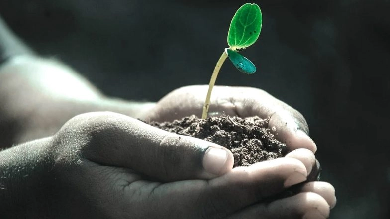 Trees for Guns: Patiala Residents to Plant 10 Saplings, Submit Photo With Plant After Taking Care of It for a Month to Get Gun Licence