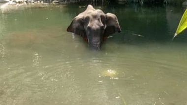 Pregnant Elephant, Killed After Consuming Firecracker-Stuffed Pineapple, Died Due to Drowning And Inhalation of Water Into Lungs, Reveals Post-Mortem Report