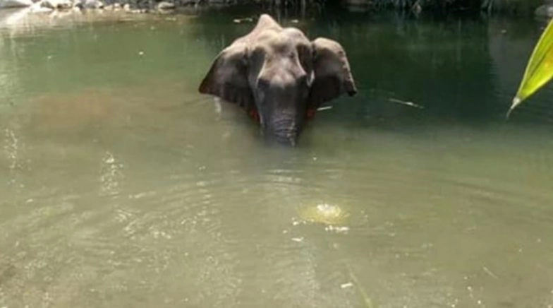 Hyderabad Man Announces Rs 2 Lakh Reward for Those Assisting in Finding Kerala Elephant's Killer