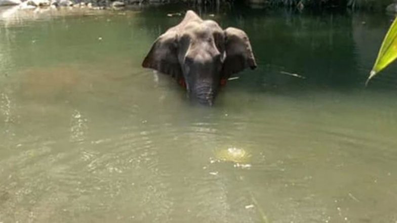 Pregnant Elephant, Killed After Consuming Firecracker-Stuffed Pineapple, Died Due to Drowning And Inhalation of Water Into Lungs, Reveals Post-Mortem Report