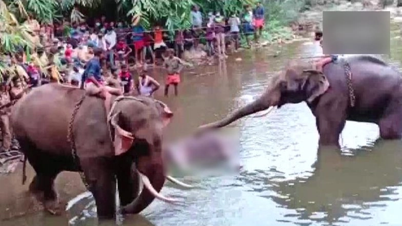 Pregnant Elephant Dies After Eating Firecracker-Filled Pineapple in Kerala's Palakkad, FIR Registered Against Unidentified People