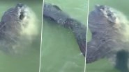 Rare Huge Sunfish Spotted off the Coast of Mumbles in Wales&rsquo; Swansea, Video of World&rsquo;s Largest Bony Fish Goes Viral