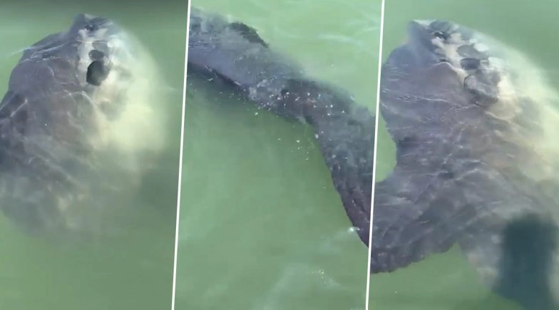 Rare Huge Sunfish Spotted off the Coast of Wales, Video of World’s Largest Bony Fish Goes Viral