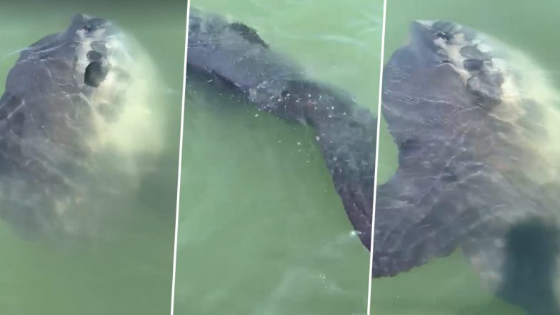 Rare Huge Sunfish Spotted off the Coast of Mumbles in Wales’ Swansea, Video of World’s Largest Bony Fish Goes Viral