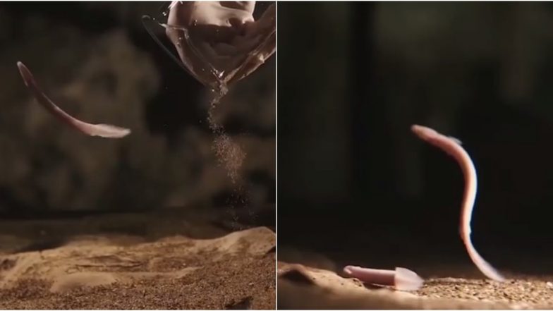 Rare Baby Dragons Go on Display at Slovenia’s Postojna Cave; See Pictures and Video of Olms Born in 2016