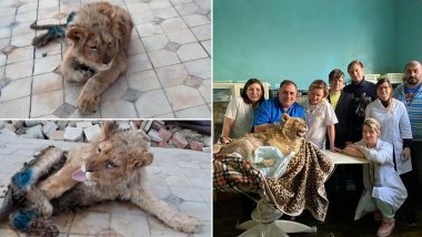 Horribly Tortured Russian Lion Cub Simba With Purposely Broken Leg Makes Miraculous Recovery; Watch His Brilliant Transformation Video