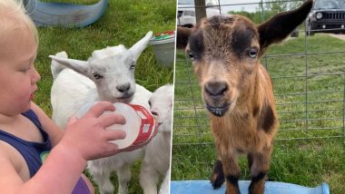 Six Stolen Baby Goats Returned to Nashville Petting Farm by Teenagers, Asked to Do Farm Chores As Punishment (See Cute Pictures)