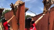 Sunny Leone Feeding A Giraffe From Her Hands Wins Our Hearts In These Trying Times (Watch Video)