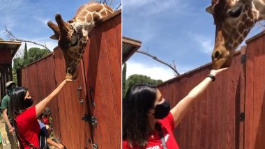 Sunny Leone Feeding A Giraffe From Her Hands Wins Our Hearts In These Trying Times (Watch Video)