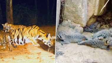 Big Roar! Bandhavgarh Tiger Reserve in Madhya Pradesh Sees Birth of 6 New Tiger Cubs and 3 Leopard Cubs (View Pics)