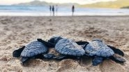 Sea Turtle Research Centre of Zoological Survey of India Inaugurated at Gopalpur in Odisha