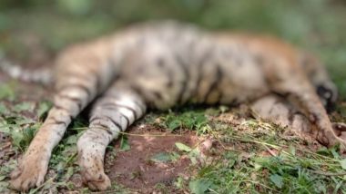 Tiger Found Dead in Kerala's Wayanad Wildlife Sanctuary, Carcass Sent For Post-Mortem