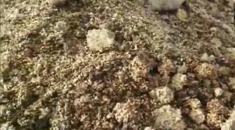 Large Quantities of Wheat Stored in 25 Centres in Shajapur Drenched in Rainwater, Some Rotten