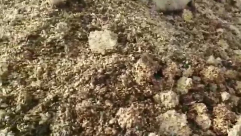 MP: Large Quantities of Wheat Stored in 25 Centres in Shajapur Drenched in Rainwater, Some Rotten