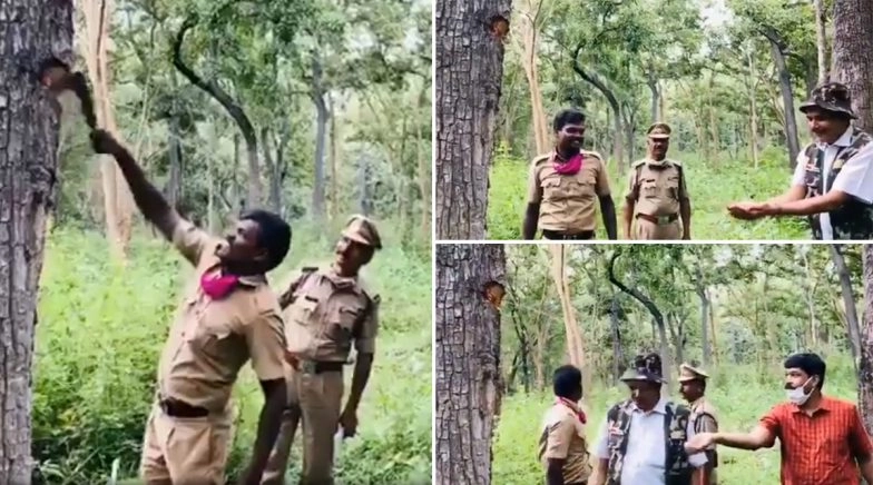 Video of Terminalia Tomentosa Tree Oozing Water From It's Bark Shared Online
