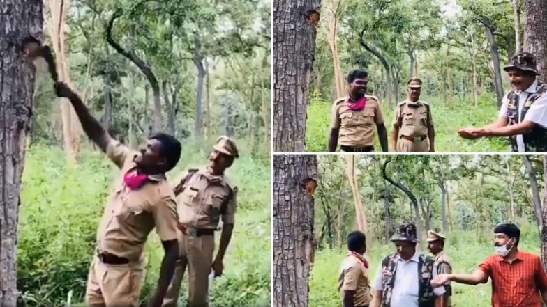 Video of Terminalia Tomentosa Tree Oozing Water From It's Bark Shared Online, Netizens Have Mixed Reactions About Damaging The Tree; Here's What You Should Know