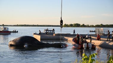 Canada: Montreal’s Wayward Humpback Whale Died After Being Hit by Boat