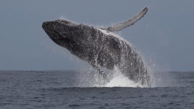 Privacy 'Breach'! Rare Photograph Captures Humpback Whale Showing Off His Penis While Jumping Out of Water in Sydney (View Pic)