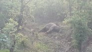 Chhattisgarh: Wild Elephant Found Dead in Surguja; Third in 3 Days