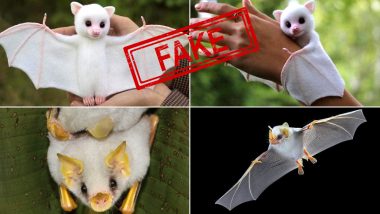 After Huge Bats From Phillippines, Cute Pictures of White Baby Bats Are Going Viral; Are They Real? Know About Honduran White Bats