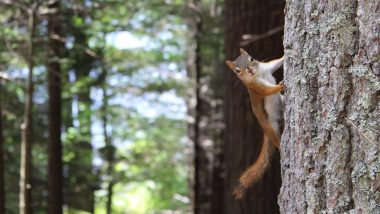 World Environment Day 2020: Beautiful Photos of Nature That Puts On Display Unique Biodiversity Around Us