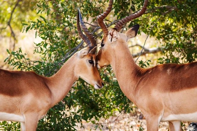 World Environment Day 2020: Instagram-Worthy Photos of Nature to ‘Celebrate Biodiversity’