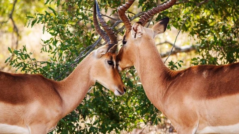 World Environment Day 2020 HD Images: Instagram-Worthy Photos of Animals, Birds, Oceans and Mountains to ‘Celebrate Biodiversity’ and Nature!
