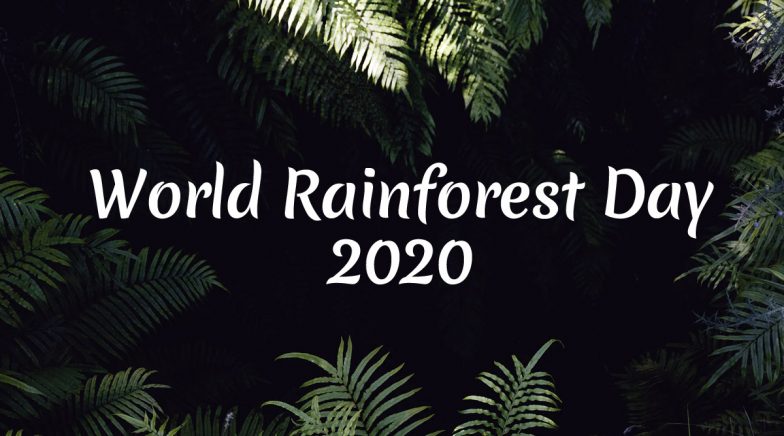 World Rainforest Day 2020: Significance of the Day That Celebrates Amazon Rainforest
