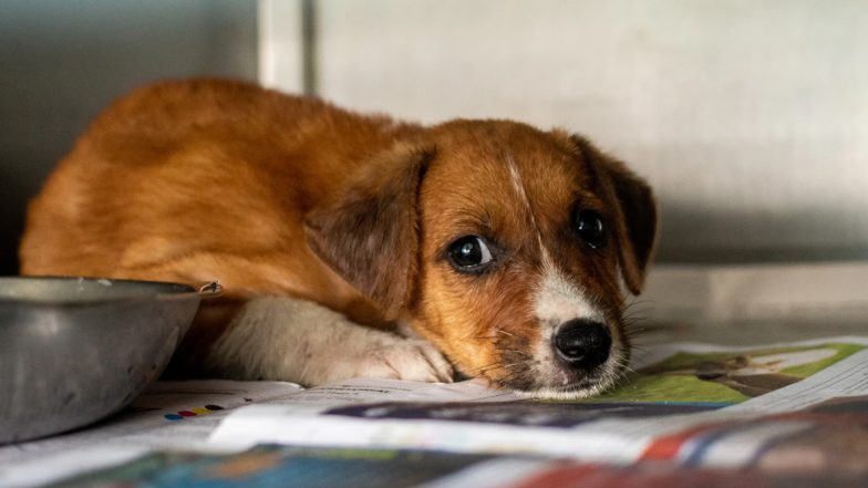 What Do You If You Witness Animal Cruelty? Steps to Take if You Encounter Animal Abuse