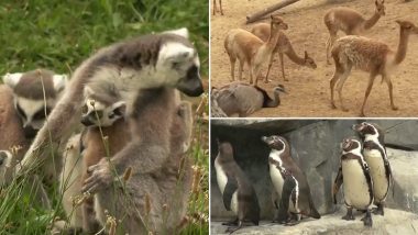 Paris Zoo Reopens After 3 Months of COVID-19 Lockdown: 62 Animals Were Born Amid the Shutdown, Watch Video of Visitors Flocking to Park Following Strict Guidelines