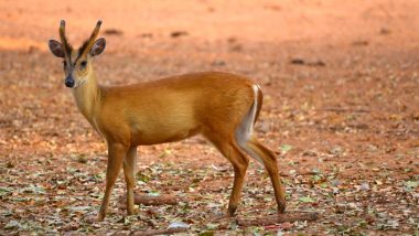 Indian Muntjac, Barking Deer Rescued by Forest Officials From Farmer's House in Odisha's Nayagarh