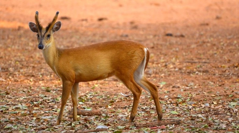Indian Muntjac Rescued by Forest Officials in Odisha 