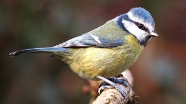 Suttonella Ornithocola, Pneumonia-Like Disease Is Infecting Eurasian Blue Tits in Germany, Scientists Encourage Bird Feeders to Follow Social Distancing