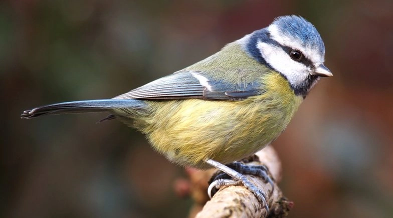 Suttonella Ornithocola, Pneumonia-Like Disease Is Infecting Eurasian Blue Tits in Germany